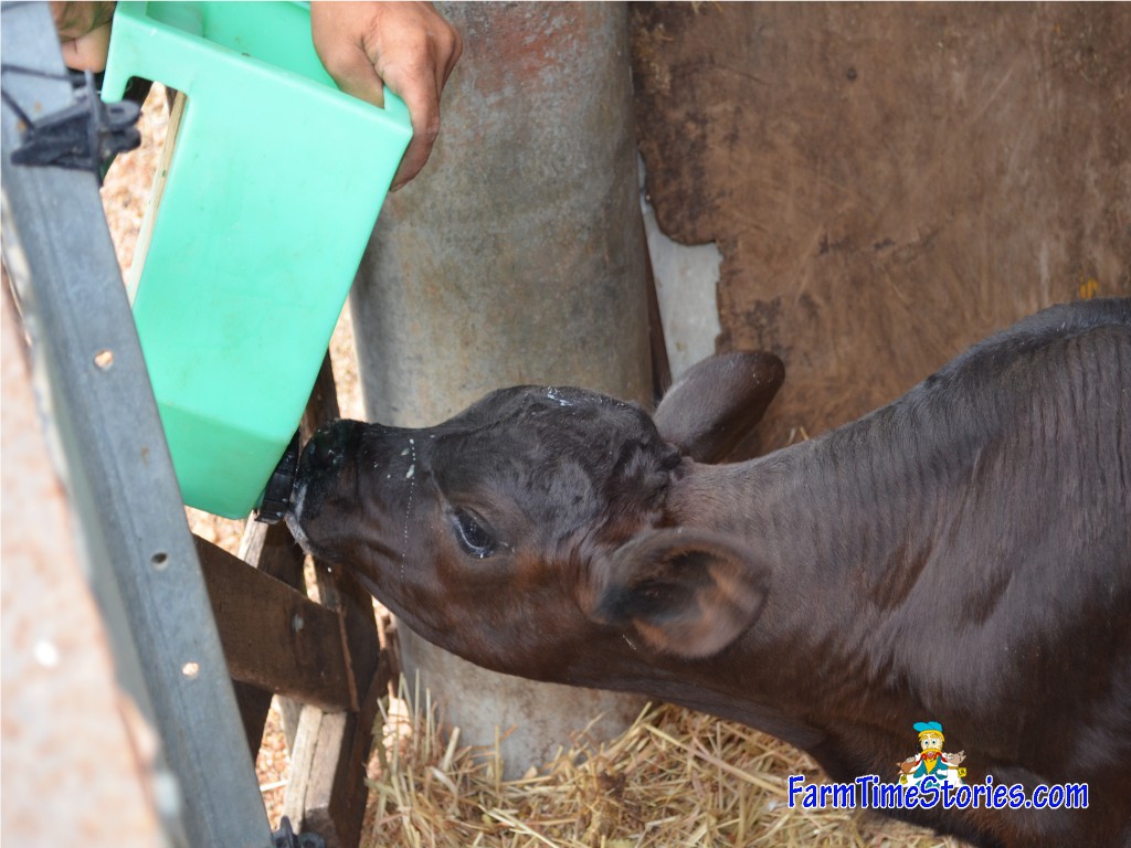 FBGM calf feeding