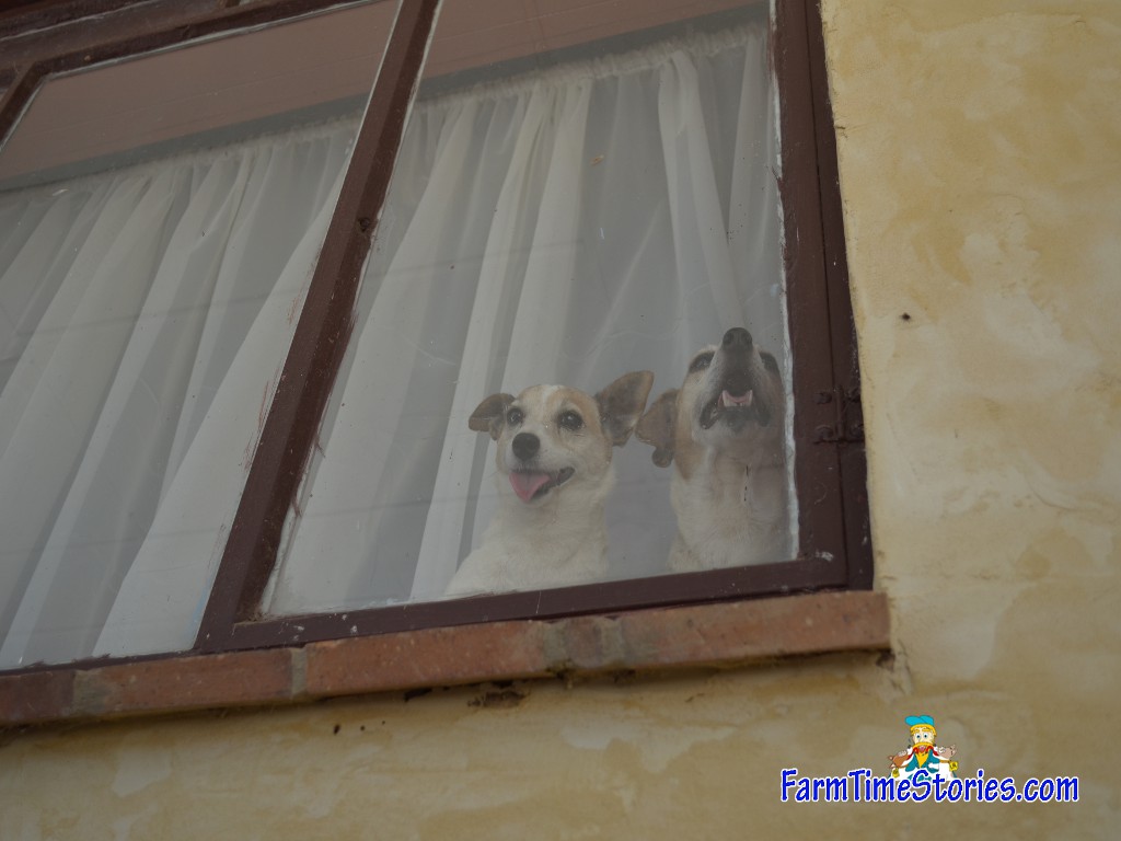 FBGM dogs window