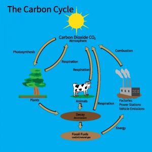 carbon cycle